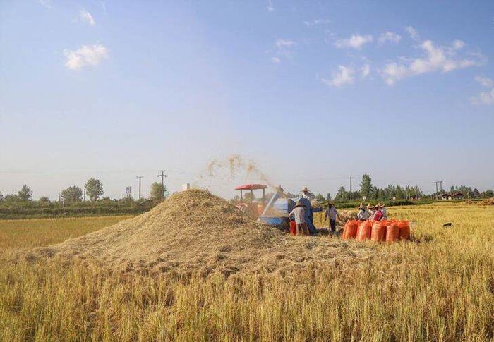 افزون بر ۶۷ هزار تن برنج سفید در آستانه اشرفیه تولید شد