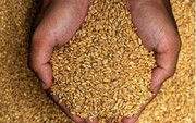 ۱۵۲ تُن بذر کشاورزی در دامغان توزیع می‌شود