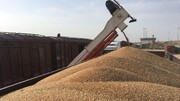 خرید تضمینی گندم در کردستان پایان یافت