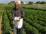 خودکفایی در تولید کودهای فسفاته محقق می‌شود