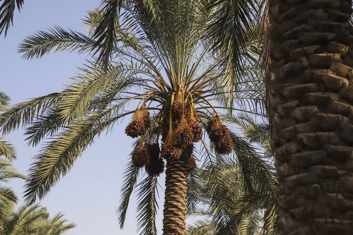 تولید خرما در خوزستان پنج هزار تن افزایش داشته است