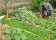 کلاس مهارتی ایجاد باغچه سالم در روستای سیاهبند بومهن برگزار شد