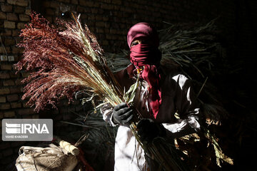 Broom-making craft in northeast Iran