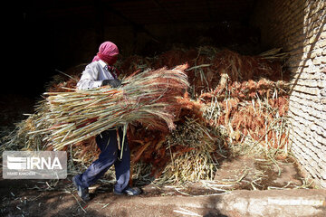 Broom-making craft in northeast Iran