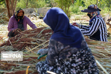 Broom-making craft in northeast Iran