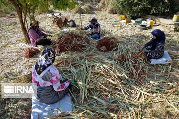 Broom-making craft in northeast Iran