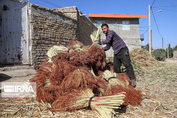 Broom-making craft in northeast Iran