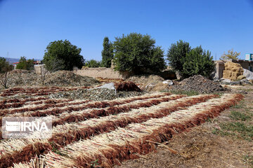 Broom-making craft in northeast Iran