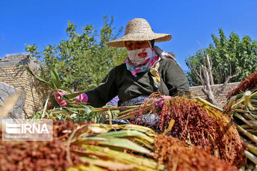 Broom-making craft in northeast Iran