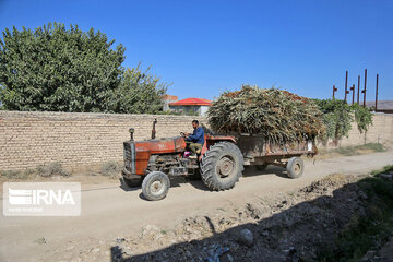 Broom-making craft in northeast Iran