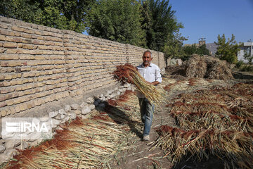 Broom-making craft in northeast Iran