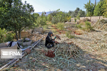 Broom-making craft in northeast Iran