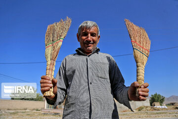 Broom-making craft in northeast Iran