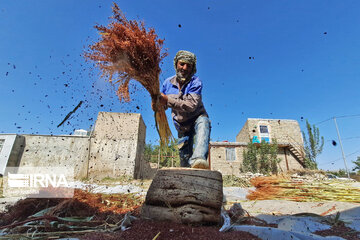 Broom-making craft in northeast Iran