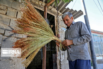 Broom-making craft in northeast Iran