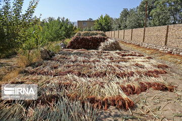 Broom-making craft in northeast Iran