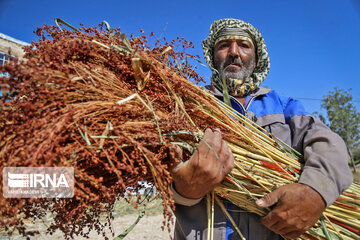 Broom-making craft in northeast Iran