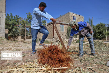 Broom-making craft in northeast Iran