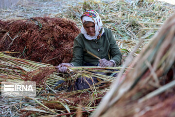 Broom-making craft in northeast Iran