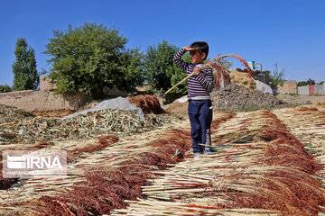 Broom-making craft in northeast Iran