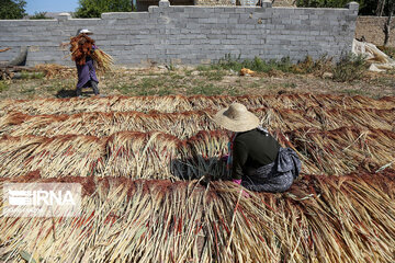 Broom-making craft in northeast Iran