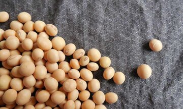 رقابتی شدن بازار سویا به نفع کشاورزان در مازندران با حذف ارز ترجیحی دانه های روغنی 