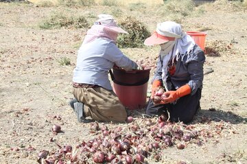 برداشت پیاز از مزارع مهاباد