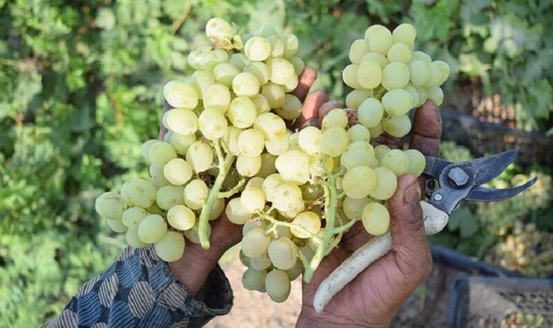 طرح فراز در 20 هکتار از تاکستان‌های فاروج اجرا می‌شود