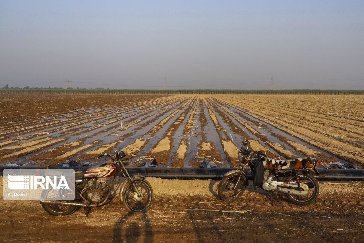 هدف گذاری کاهش ۲۰درصدی مصرف آب در مزارع نیشکر خوزستان