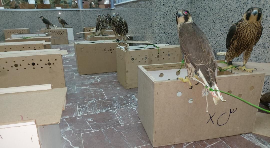 ۱۷۶ بهله پرنده شکاری در استان بوشهر کشف شد
