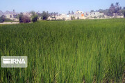 Rice harvest season in Southeastern Iran