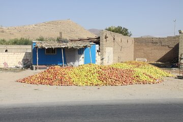 دپوی غیرمجاز سیب کنار جاده‌ای در مهاباد