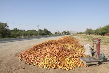 دپوی غیرمجاز سیب کنار جاده‌ای در مهاباد