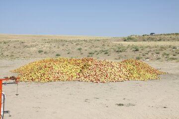 دپوی غیرمجاز سیب کنار جاده‌ای در مهاباد