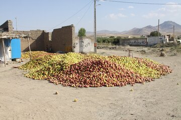 دپوی غیرمجاز سیب کنار جاده‌ای در مهاباد