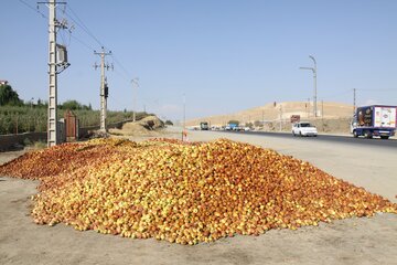  ۷ مکان برای جمع‌آوری سیب صنعتی در میاندوآب تعیین شد