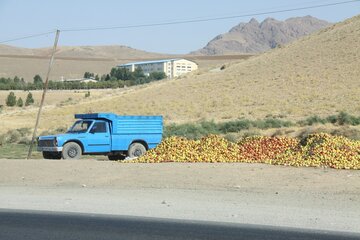 دپوی غیرمجاز سیب کنار جاده‌ای در مهاباد