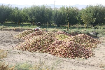 دپوی غیرمجاز سیب کنار جاده‌ای در مهاباد