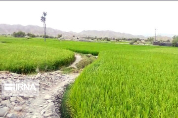 Rice harvest season in Southeastern Iran