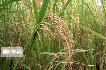 Rice harvest season in Southeastern Iran