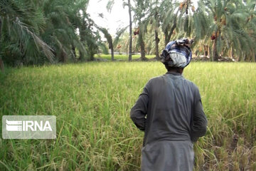 Rice harvest season in Southeastern Iran