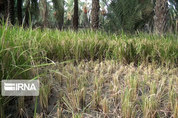 Rice harvest season in Southeastern Iran