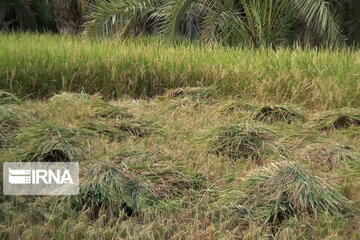 Rice harvest season in Southeastern Iran