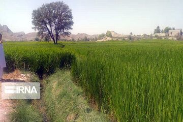 Rice harvest season in Southeastern Iran