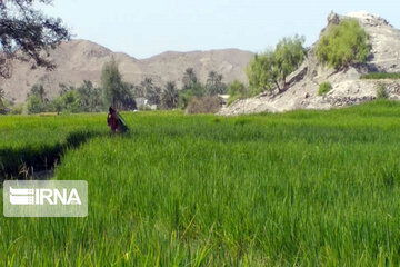 Rice harvest season in Southeastern Iran