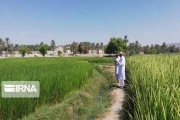 Rice harvest season in Southeastern Iran