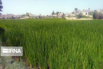 Rice harvest season in Southeastern Iran