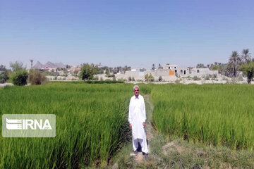 Rice harvest season in Southeastern Iran