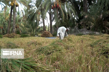 Rice harvest season in Southeastern Iran