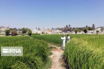 Rice harvest season in Southeastern Iran